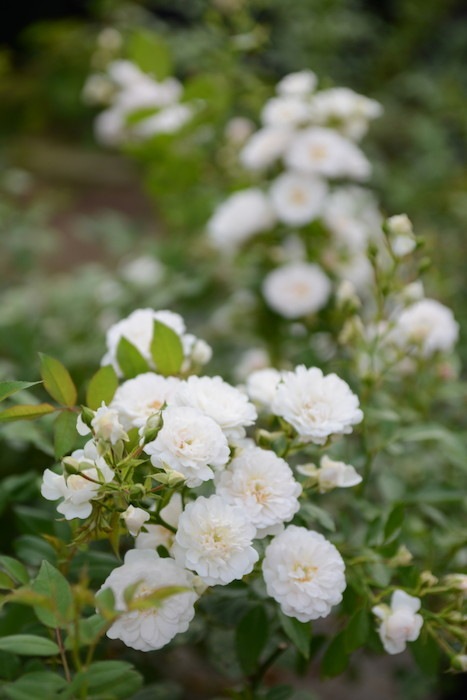 Хġġۥ᡼  6ȭʡηʼϡKb-BRN