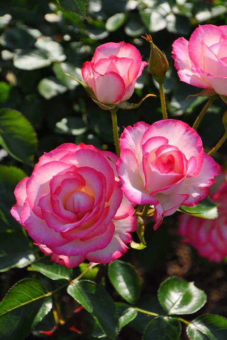 Хġġۥ˥ڥ˥  6ȭʡJ-FL20