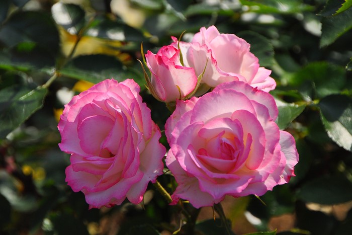 Хġġۥ˥ڥ˥  6ȭʡJ-FL20