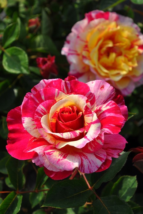 Хġġۥ⡼ꥹȥ  6ȭʡӿ建 ϿʼϡHan-DEL