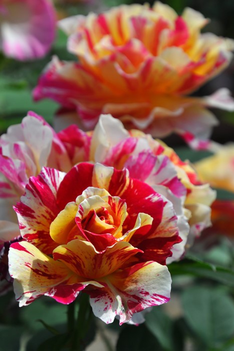 Хġġۥ⡼ꥹȥ  6ȭʡӿ建 ϿʼϡHan-DEL