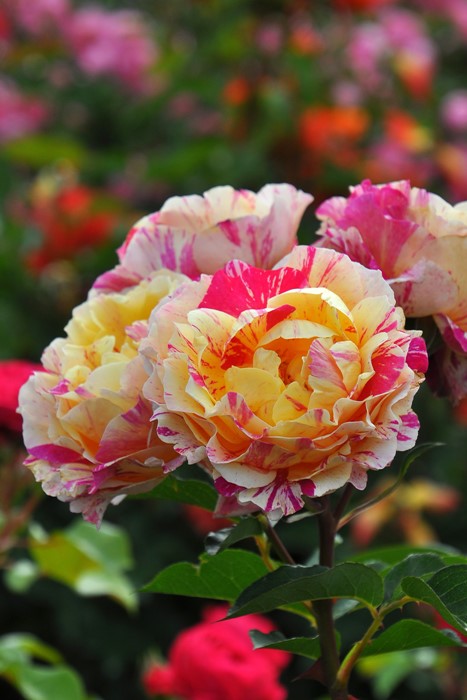 Хġġۥ⡼ꥹȥ  6ȭʡӿ建 ϿʼϡHan-DEL