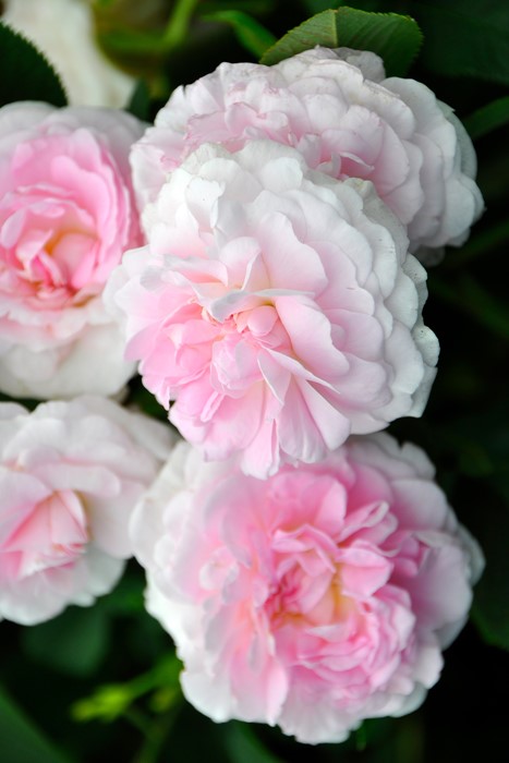 ġۥХ ꥹ  6ȭʡJ-OC20