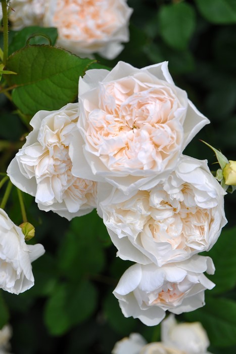 Хġġۥ󥪥֥֥  6ȭʡηʼϡJ-RO