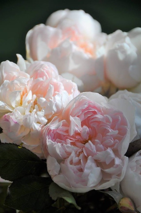 Хġġۥ󥪥֥֥  6ȭʡηʼϡJ-RO