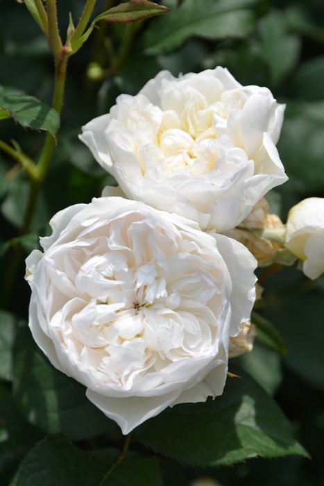 Хġġۥ󥪥֥֥  6ȭʡηʼϡJ-RO