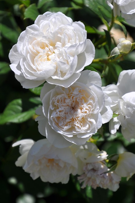 Хġġۥ󥪥֥֥  6ȭʡηʼϡJ-RO