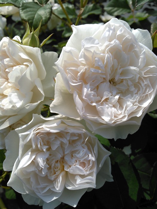 Хġġۥ󥪥֥֥  6ȭʡηʼϡJ-RO