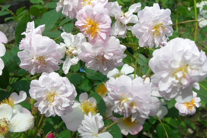 �Х��ġ����ġۥݡ��륺�ҥޥ���ॹ�� ���� 6��ȭ�����ʡ�J-OC15��