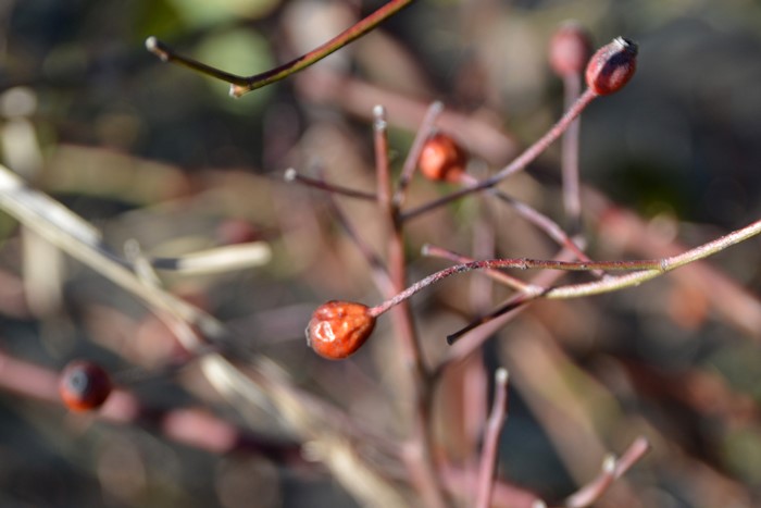 �Х��ġ����ġۥݡ��륺�ҥޥ���ॹ�� ���� 6��ȭ�����ʡ�J-OC15��