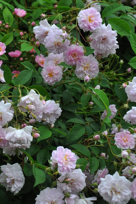 �Х��ġ����ġۥݡ��륺�ҥޥ���ॹ�� ���� 6��ȭ�����ʡ�J-OC15��