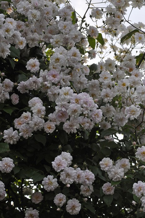 �Х��ġ����ġۥݡ��륺�ҥޥ���ॹ�� ���� 6��ȭ�����ʡ�J-OC15��