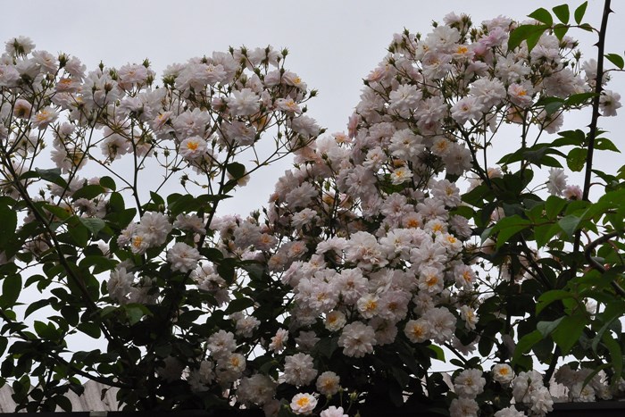 �Х��ġ����ġۥݡ��륺�ҥޥ���ॹ�� ���� 6��ȭ�����ʡ�J-OC15��