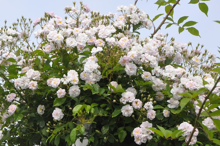 �Х��ġ����ġۥݡ��륺�ҥޥ���ॹ�� ���� 6��ȭ�����ʡ�J-OC15��