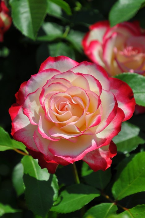 Хġġۥӥǥץ󥹥ɥʥ  6ȭʡJ-FL10