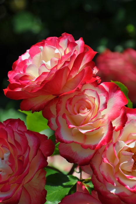 Хġġۥӥǥץ󥹥ɥʥ  6ȭʡJ-FL10