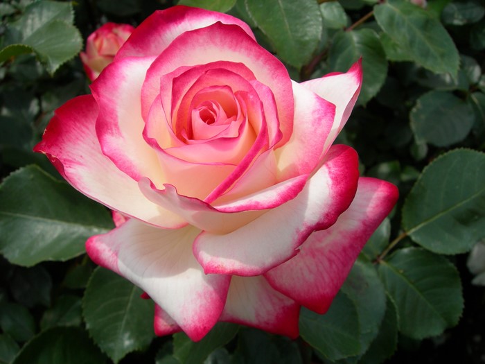 Хġġۥӥǥץ󥹥ɥʥ  6ȭʡJ-FL10