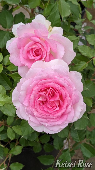 ���ߵ����ġۥХ��� ���������� ���� 6��ȭ�����ʡ����ӿ建�� �ʼ���Ͽ�д���ϡ�J-IRM3�ա�1120�����