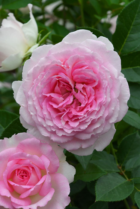 ���ߵ����ġۥХ��� ���������� ���� 6��ȭ�����ʡ����ӿ建�� �ʼ���Ͽ�д���ϡ�J-IRM3�ա�1120�����