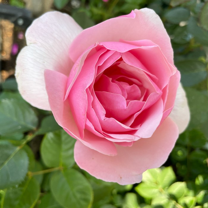 ���ߵ����ġۥХ��� �������� ���� 6��ȭ�����ʡη����ʼ�ϡ�JB-HR��