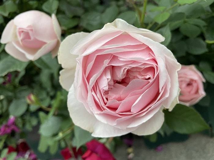 ���ߵ����ġۥХ��� �������� ���� 6��ȭ�����ʡη����ʼ�ϡ�JB-HR��