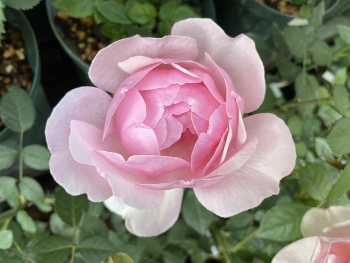 ���ߵ����ġۥХ��� �������� ���� 6��ȭ�����ʡη����ʼ�ϡ�JB-HR��