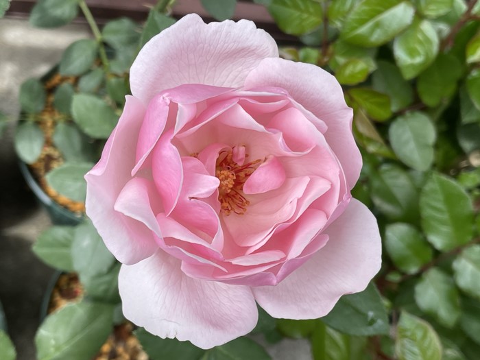 ���ߵ����ġۥХ��� �������� ���� 6��ȭ�����ʡη����ʼ�ϡ�JB-HR��