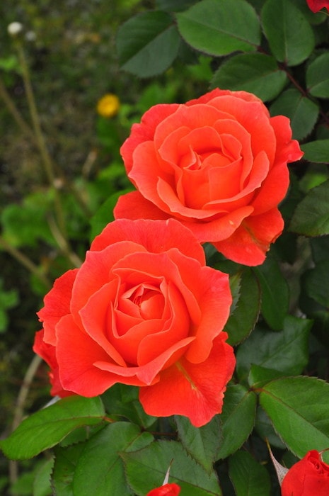 �Х��ġ����ġۥե��������åסڥ�ӥ󥤡������� ���� 6��ȭ�����ʡ�J-FL20��