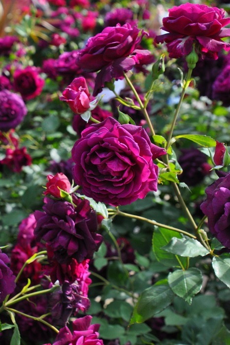 �Х��ġ����ġۤޤ�ڿ���ۥޥ� ���� 6��ȭ�����ʡη����ʼ�ϡ�OM-ZEN��