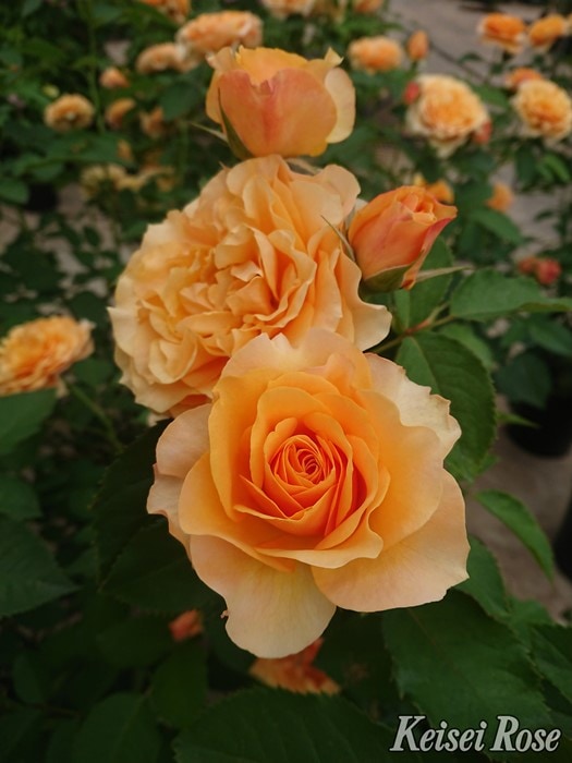 ���ߵ����ġۥХ��� ����ȥ꡼�ȥ��ɥ��å��� ���� 6��ȭ�����ʡ����ӿ建�� �ʼ���Ͽ�д���ϡ�IR-IRO3�ա�0109�����