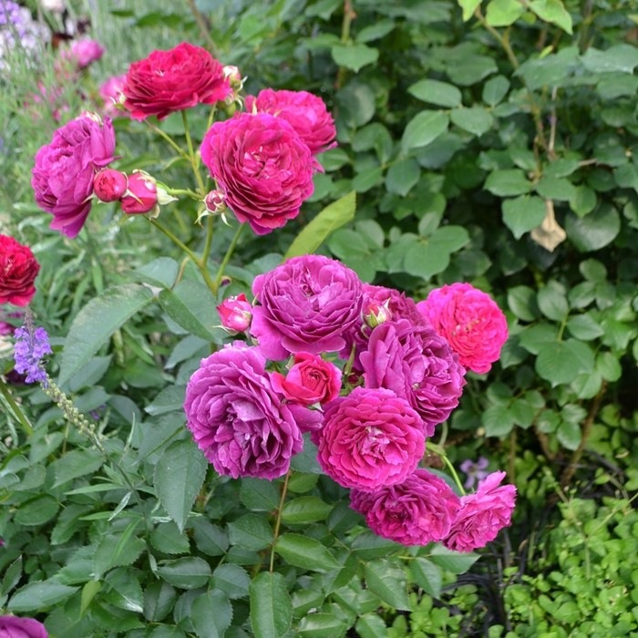 ���ߵ����ġۥХ��� �ѡ��������� ���� 6��ȭ�����ʡη����ʼ�ϡ�KMG-KMG�ա�0109�����