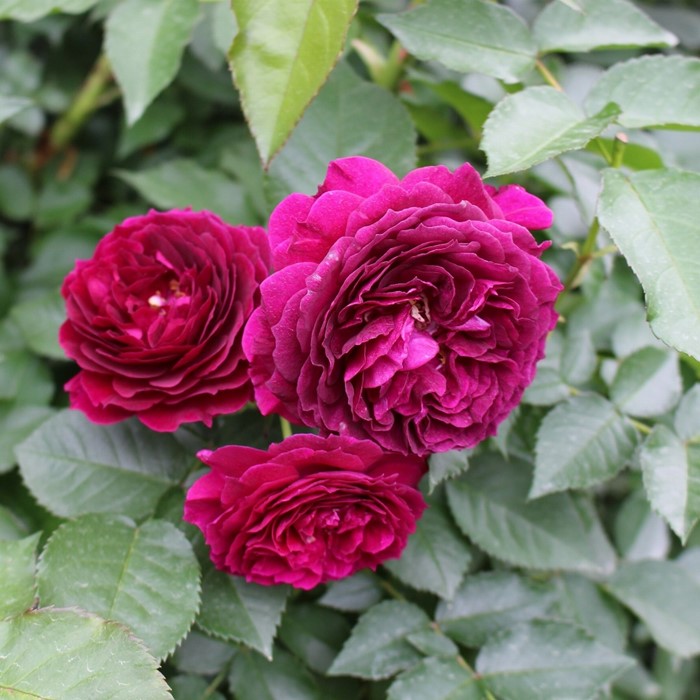 ���ߵ����ġۥХ��� �ѡ��������� ���� 6��ȭ�����ʡη����ʼ�ϡ�KMG-KMG�ա�0109�����