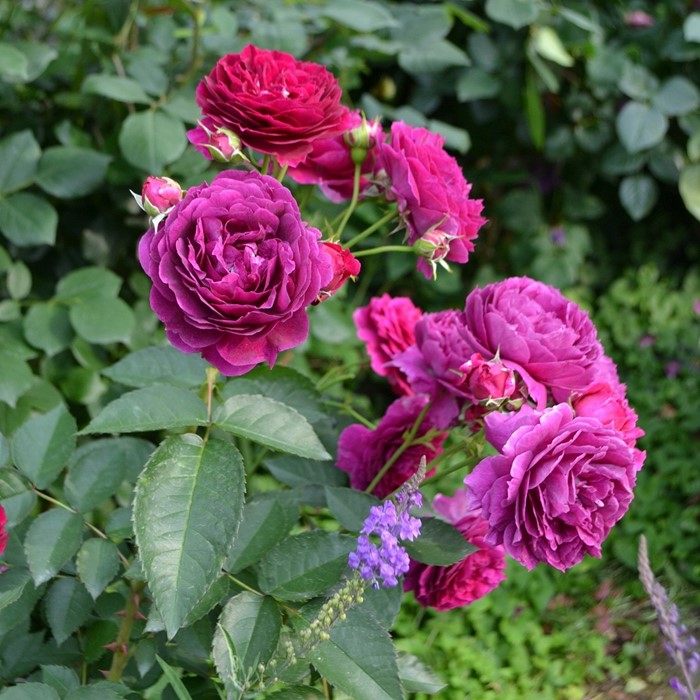 ���ߵ����ġۥХ��� �ѡ��������� ���� 6��ȭ�����ʡη����ʼ�ϡ�KMG-KMG�ա�0109�����