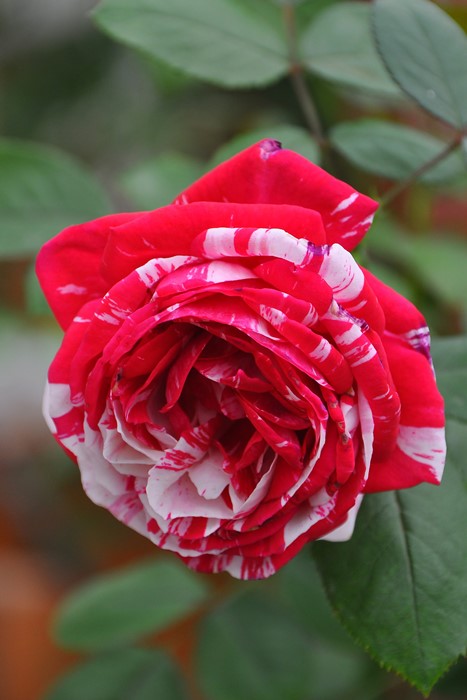 バラ苗 中苗 センチメンタル Fl絞赤白 国産苗 6号鉢植え品 J Fl10 すべての商品 バラの家 公式本店 ロサオリエンティス