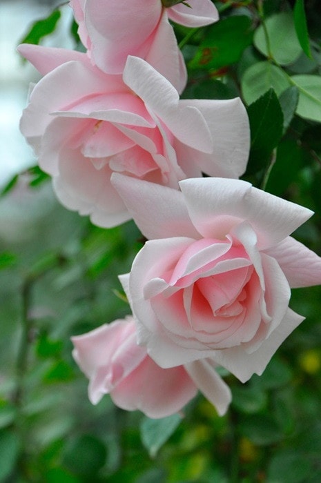 ���ߵ����ġۥХ��� �˥塼�ɡ��� ���� 6��ȭ�����ʡ�J-CL15��