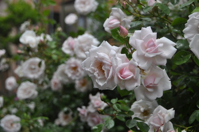 ���ߵ����ġۥХ��� �˥塼�ɡ��� ���� 6��ȭ�����ʡ�J-CL15��