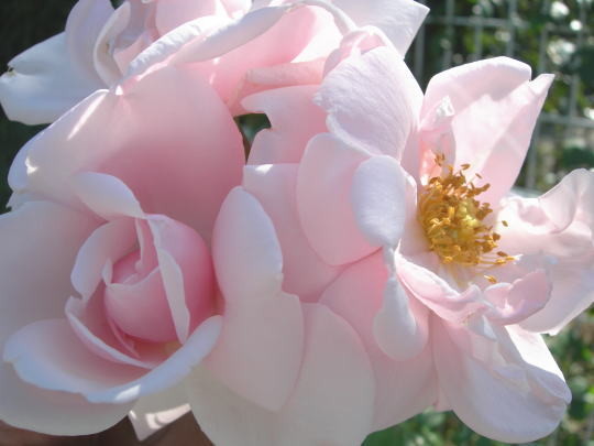 ���ߵ����ġۥХ��� �˥塼�ɡ��� ���� 6��ȭ�����ʡ�J-CL15��