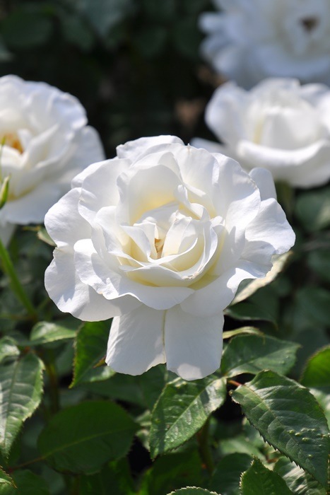 Хġ6濷ġۥ饷  6ȭʡӿ建 ʼϿдϡJ-RP