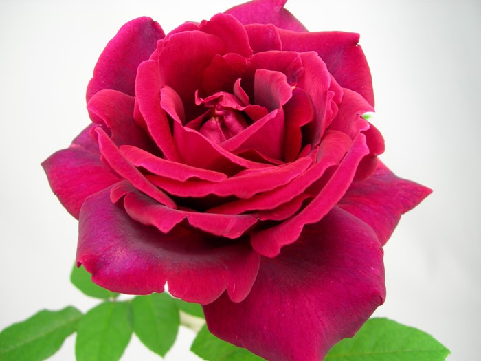 ġۥХ ॽ󥰥꡼  6ȭʡJ-HT10