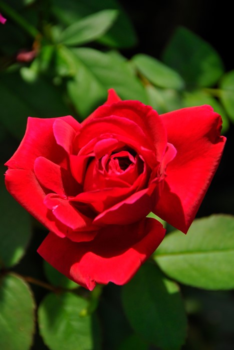 ġۥХ ॽ󥰥꡼  6ȭʡJ-HT10