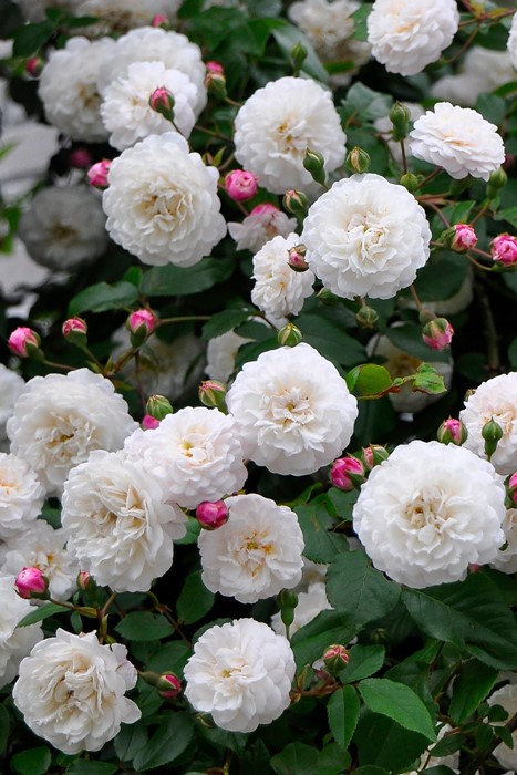 �����ġۥХ��� �ե��ꥷ�ƥ��ڥ�ڥ��� ���� 6��ȭ�����ʡ�J-OC20��