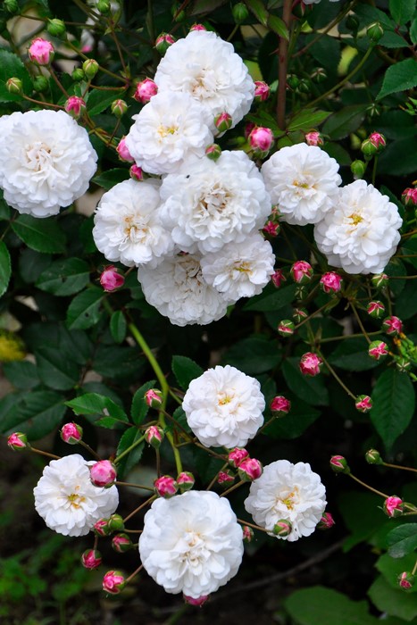 �����ġۥХ��� �ե��ꥷ�ƥ��ڥ�ڥ��� ���� 6��ȭ�����ʡ�J-OC20��