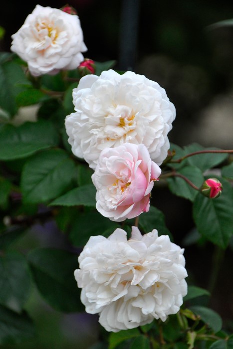 �����ġۥХ��� �ե��ꥷ�ƥ��ڥ�ڥ��� ���� 6��ȭ�����ʡ�J-OC20��