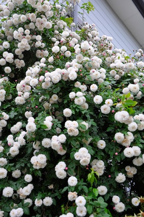 �����ġۥХ��� �ե��ꥷ�ƥ��ڥ�ڥ��� ���� 6��ȭ�����ʡ�J-OC20��