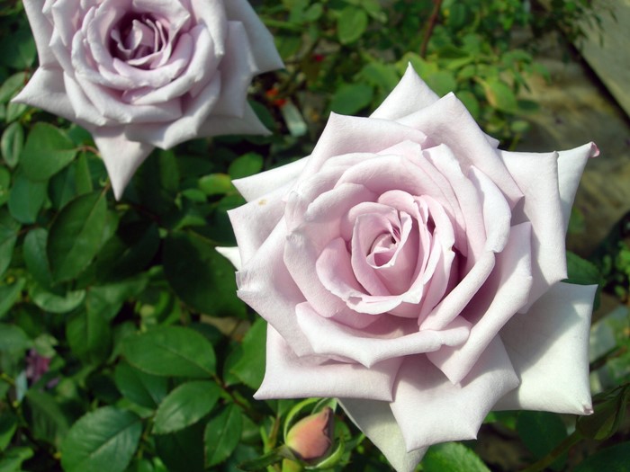 バラ苗 中苗 つるマダムヴィオレ つるマダムビオレ Cl紫 国産苗 6号鉢植え品 即納 J Cl15 系統で選ぶバラ つるバラ 中苗 バラの家 公式本店 ロサオリエンティス