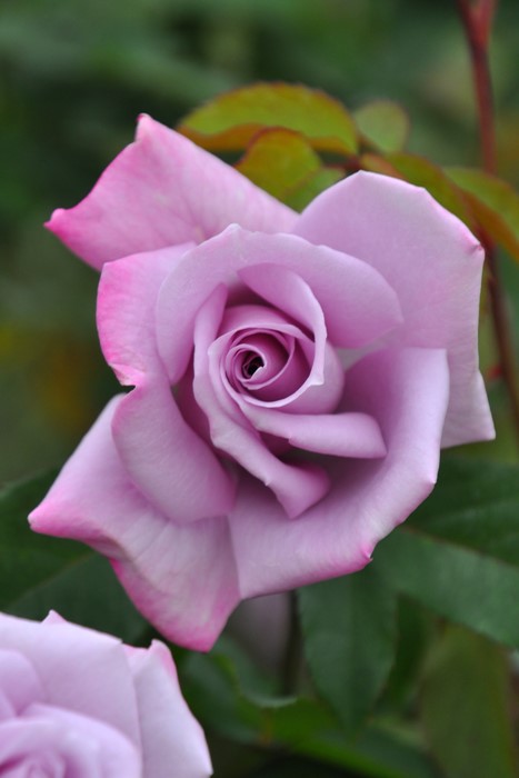 バラ苗 半長尺中苗 つるマダムヴィオレ つるマダムビオレ Cl紫 国産苗 6号鉢植え品 J Cl15 すべての商品 バラの家 公式本店 ロサオリエンティス バラ苗 半長尺中苗 つるマダムヴィオレ つるマダムビオレ Cl紫 国産苗 6号鉢植え品 J Cl15 すべての商品 バラの家 公式本店 ロサオリエンティス