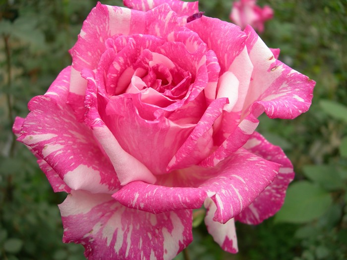 ġۥХ 󥿥ॺ  6ȭʡJ-HT20