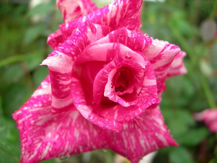 ġۥХ 󥿥ॺ  6ȭʡJ-HT20