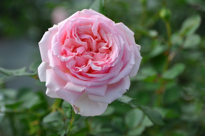 �Х��ġ����ġۤ���Ƥν� ���� 6��ȭ�����ʡη����ʼ�ϡ�JB-YR��