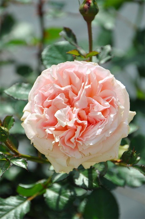 �Х��ġ����ġۤ���Ƥν� ���� 6��ȭ�����ʡη����ʼ�ϡ�JB-YR��